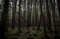 NIKON D810-20150704-084134-0