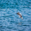 NIKON D7200-20150812-084809-0