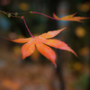20151114-082907-0-E-M5MarkII