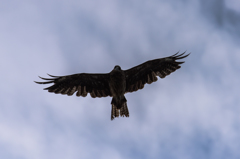 NIKON D810-20150725-061702-0