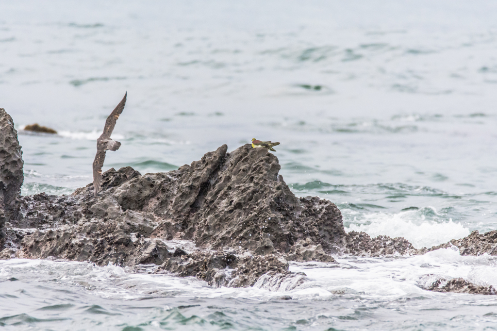 NIKON D7200-20150812-055539-0