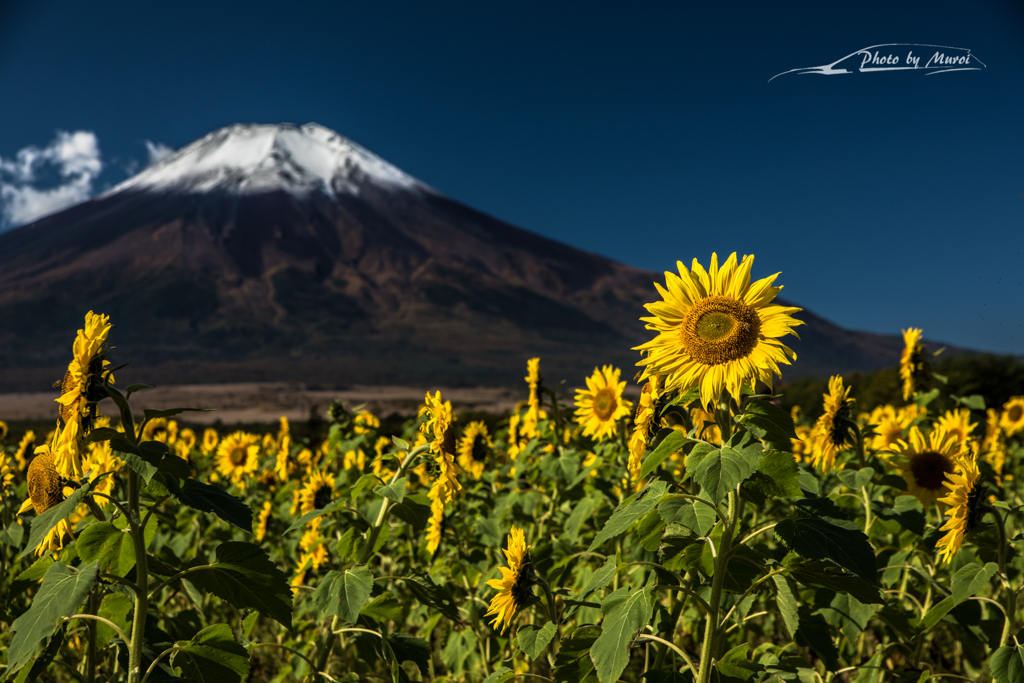 NIKON D810-20151018-093111-0