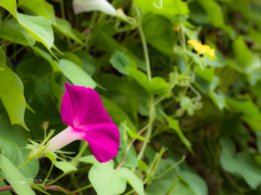 E-M5MarkII-20150827-095132-0