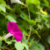 E-M5MarkII-20150827-095132-0