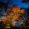 NIKON D810-20151025-173249-0