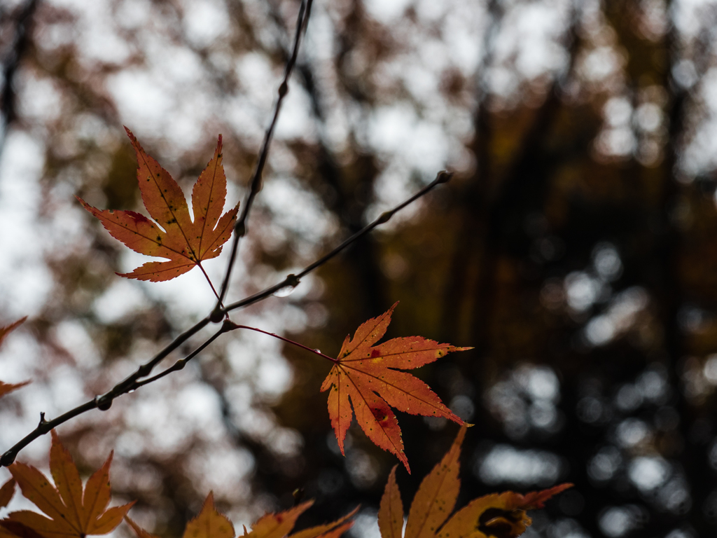 20151114-082710-0-E-M5MarkII