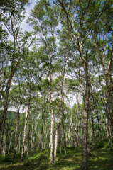 NIKON D810-20150719-093600-0