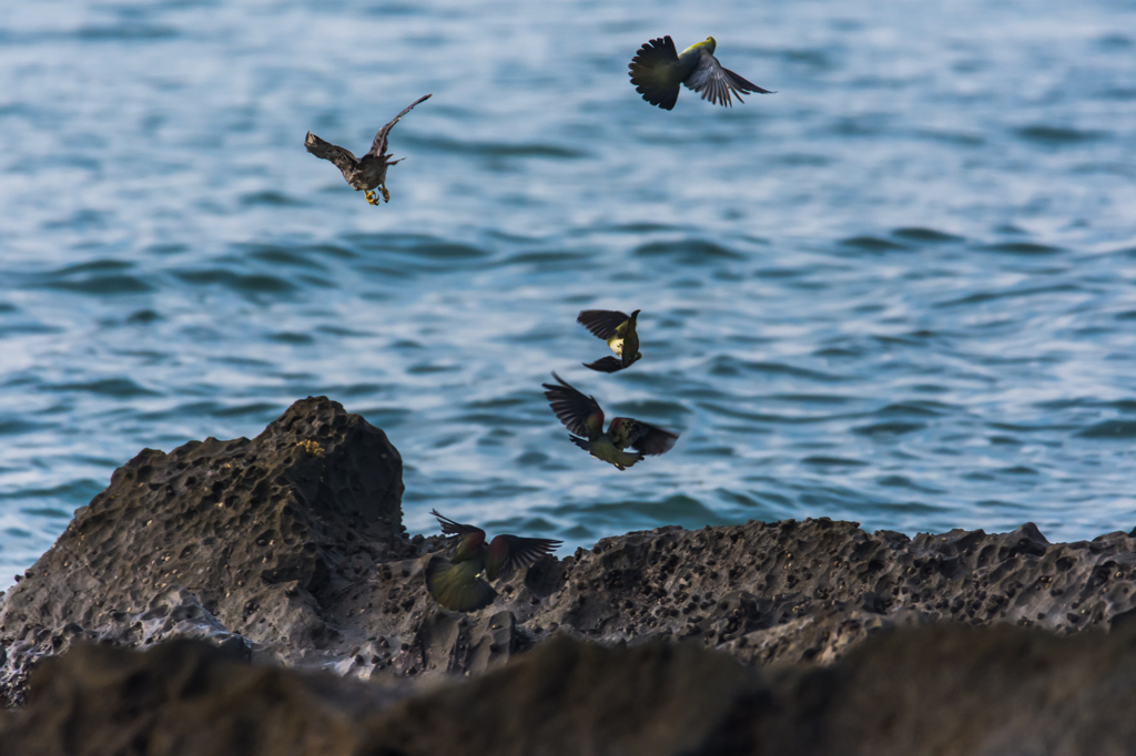 NIKON D7200-20150725-062617-2