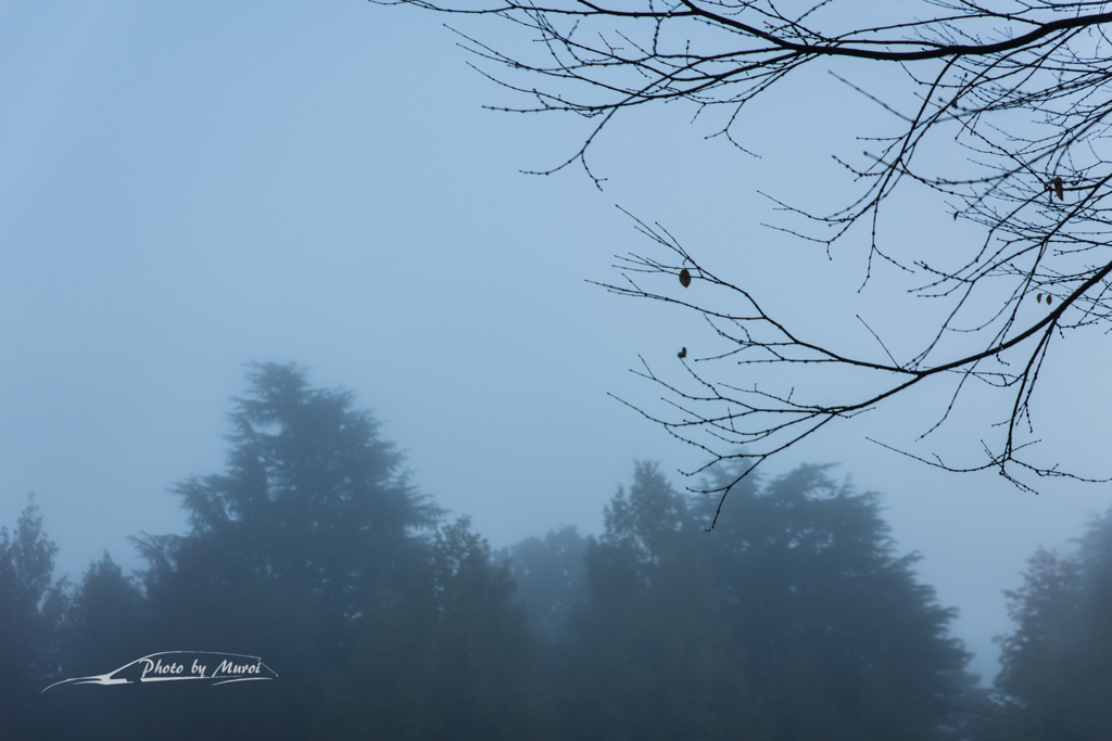 20151103-062726-0-NIKON D810