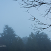 20151103-062726-0-NIKON D810