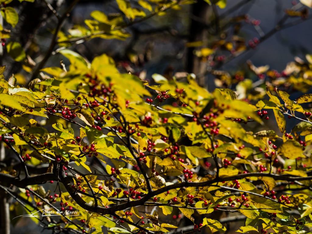 E-M5MarkII-20151025-105502-0