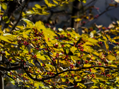 E-M5MarkII-20151025-105502-0