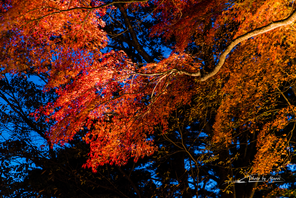 NIKON D810-20151025-173435-0