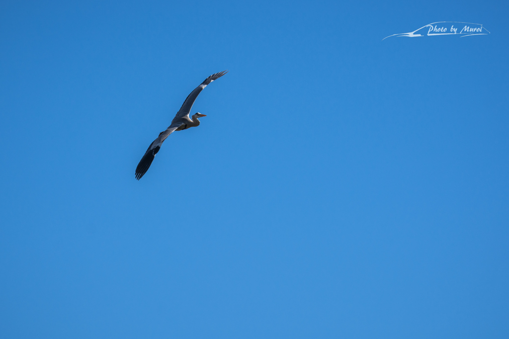 20151103-111945-0-NIKON D7200