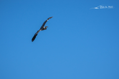 20151103-111945-0-NIKON D7200