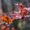 20151114-085737-0-NIKON D810