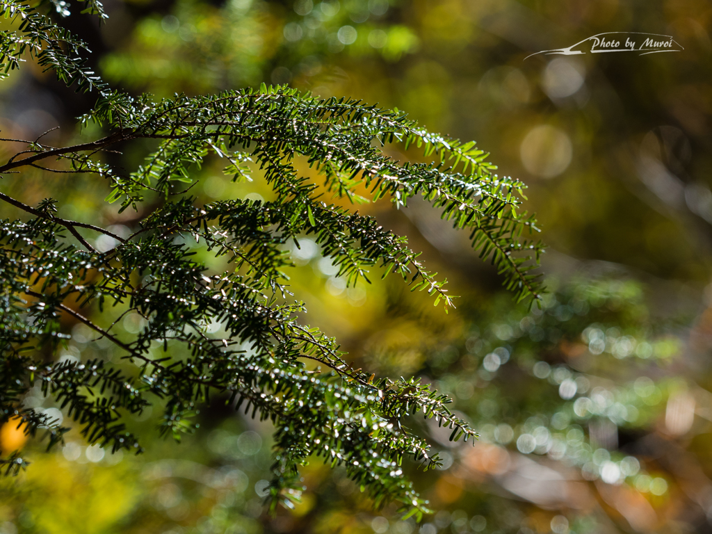 E-M5MarkII-20151025-105647-0