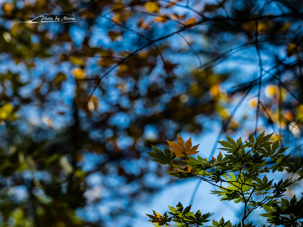 E-M5MarkII-20151025-111425-0