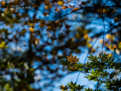 E-M5MarkII-20151025-111425-0