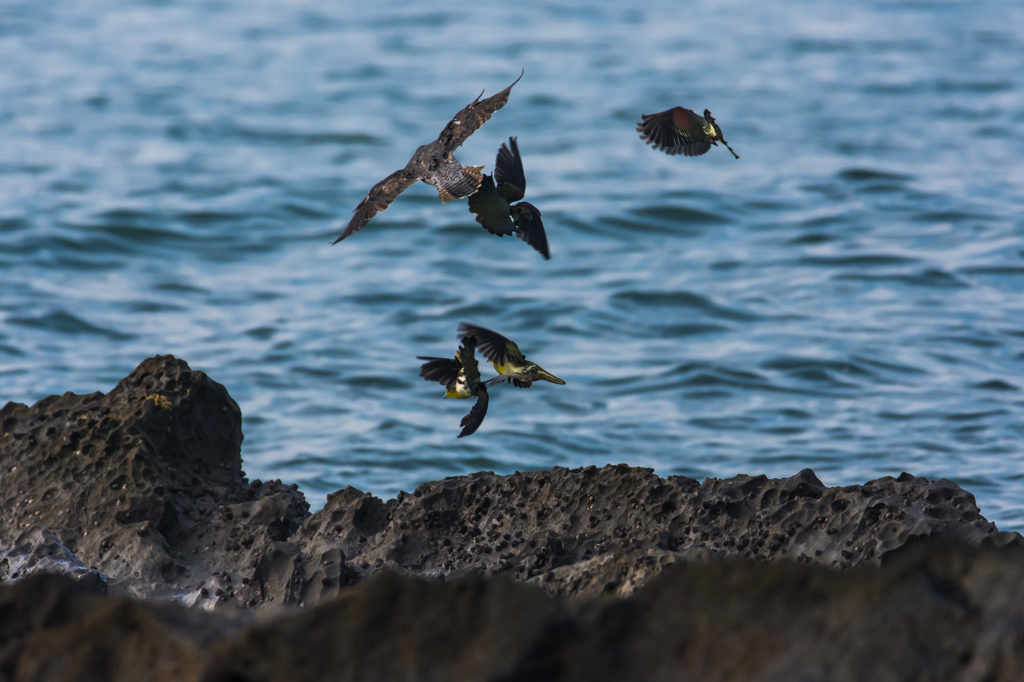NIKON D7200-20150725-062617-1