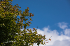 NIKON D810-20150920-102248-0