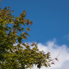 NIKON D810-20150920-102248-0
