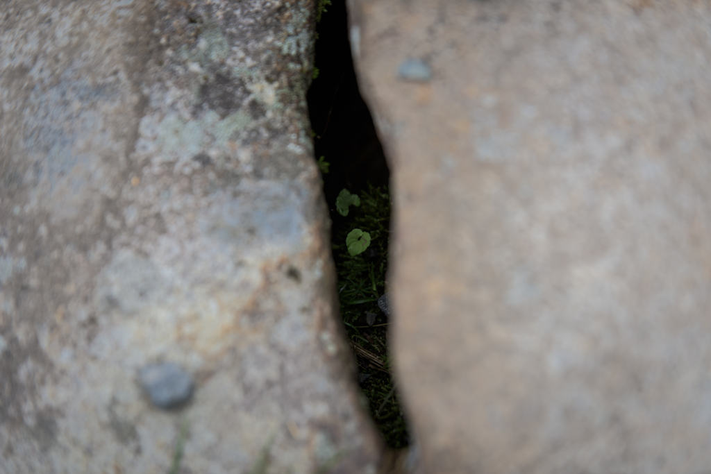 NIKON D810-20150719-110754-0
