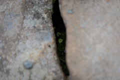 NIKON D810-20150719-110754-0