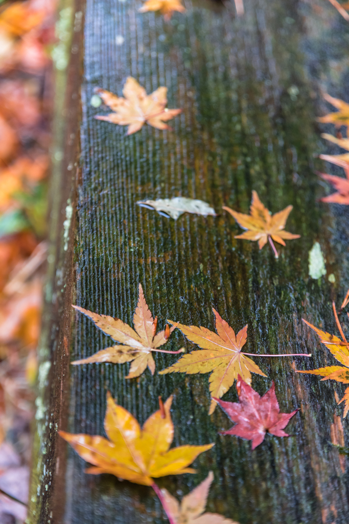 20151114-083355-0-NIKON D810