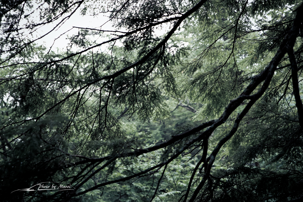 NIKON D810-20150822-053643-0