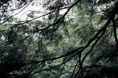 NIKON D810-20150822-053643-0