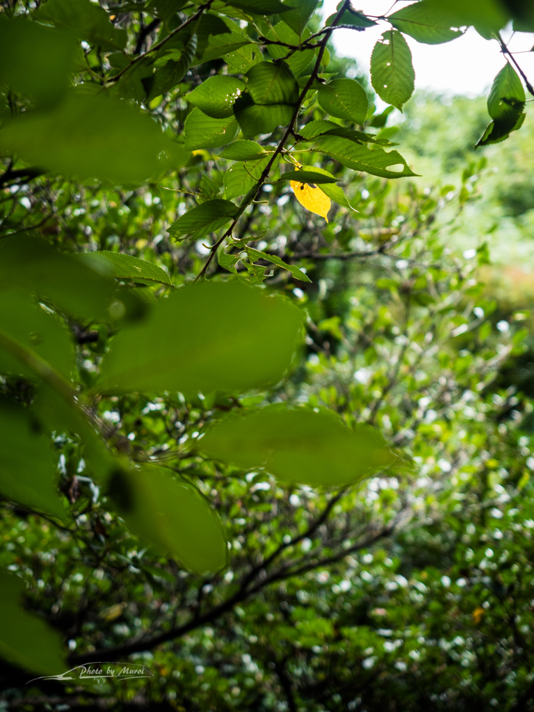 E-M5MarkII-20150827-115502-0