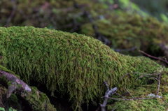 NIKON D810-20150704-073412-0