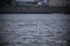 20151122-084013-0-NIKON D7200