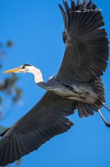 20151103-112030-0-NIKON D7200