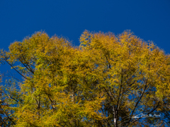 E-M5MarkII-20151025-122832-0