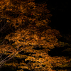 NIKON D810-20151025-181846-0