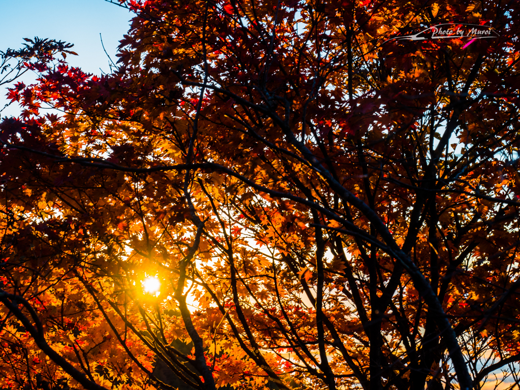 E-M5MarkII-20151018-060813-0