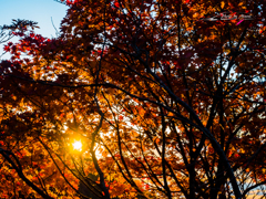 E-M5MarkII-20151018-060813-0