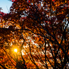 E-M5MarkII-20151018-060813-0
