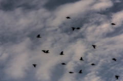 NIKON D810-20150725-054349-0