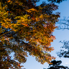 NIKON D810-20151025-172453-0