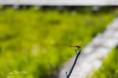 NIKON D810-20150822-085133-0