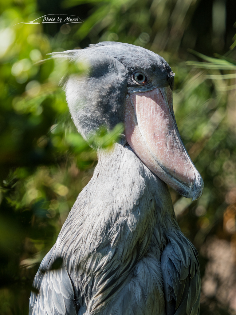 E-M5MarkII-20151008-120109-0