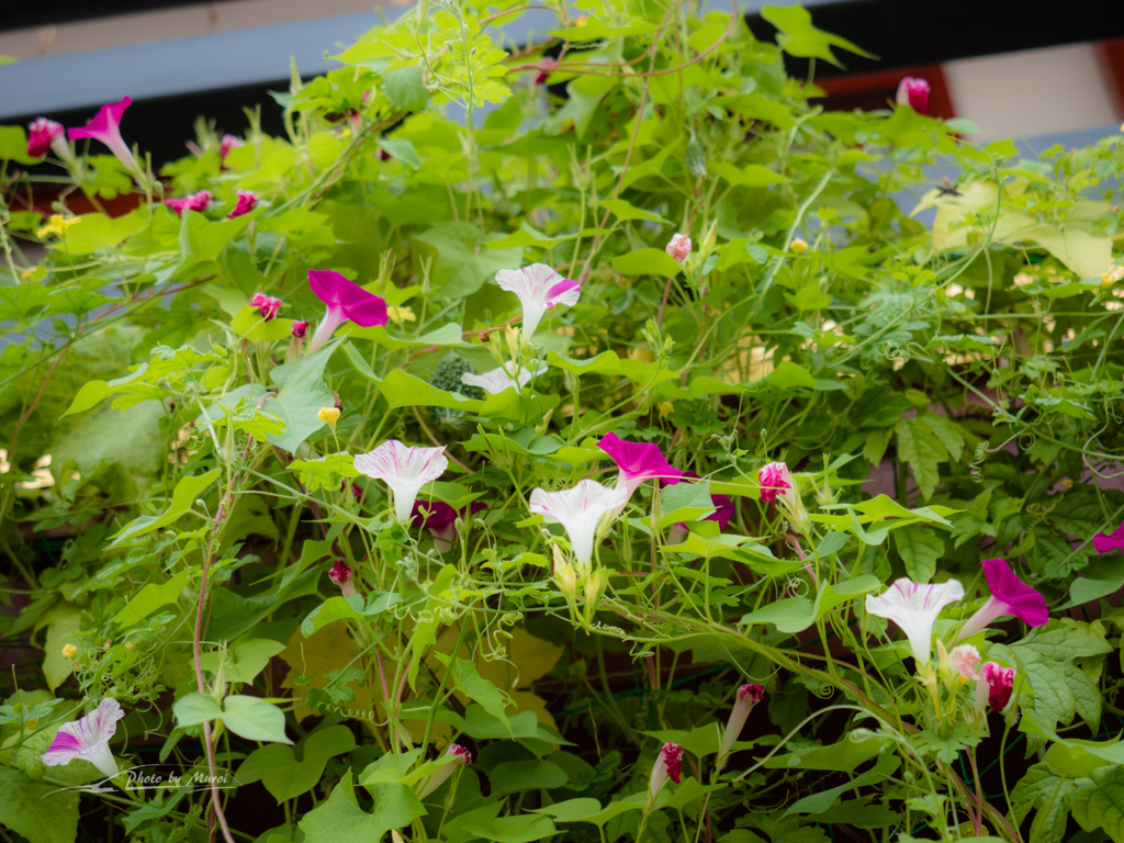 E-M5MarkII-20150827-095432-0