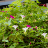 E-M5MarkII-20150827-095432-0