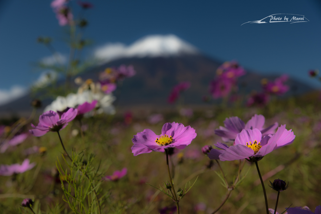 NIKON D810-20151018-091316-0