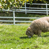 NIKON D810-20150920-092823-0