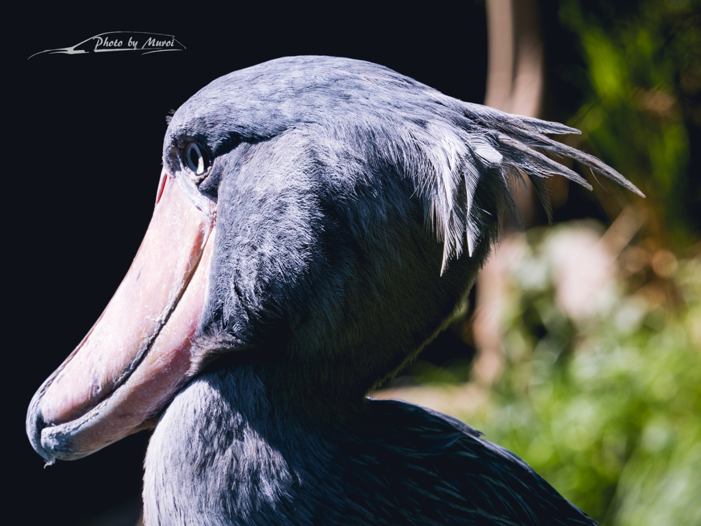 E-M5MarkII-20151008-120839-0