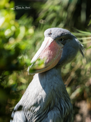 E-M5MarkII-20151008-120117-0